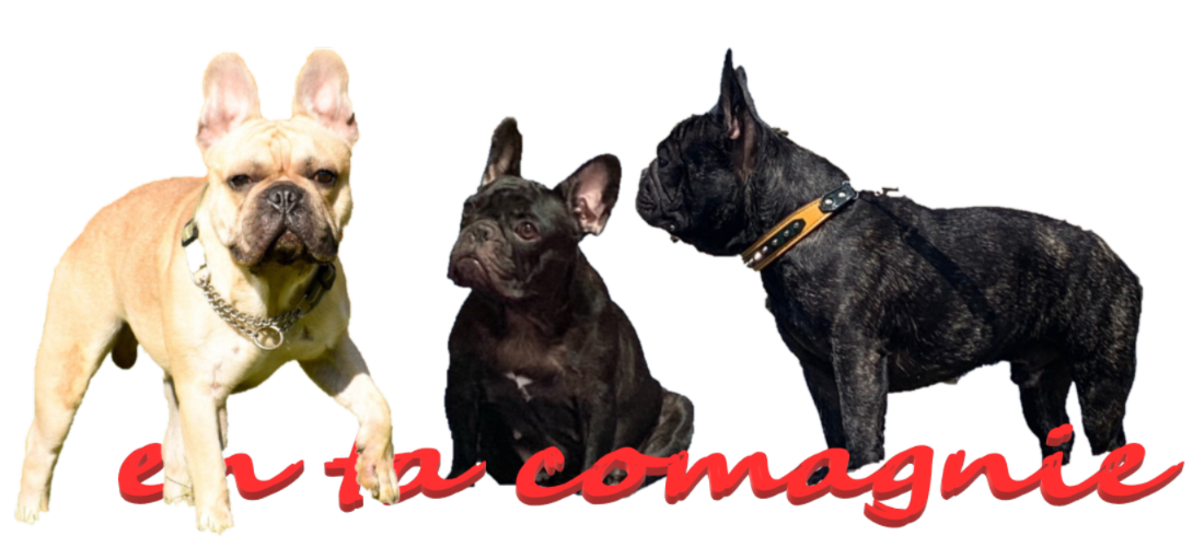 �t�����`�u���h�b�O �A���^�R���p�j�[