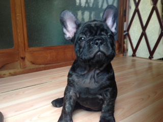 �t�����`�u���h�b�O �k��B