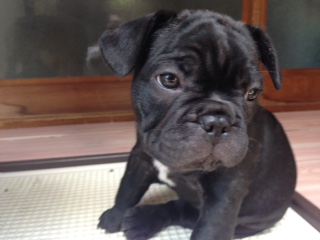 �t�����`�u���h�b�O �k��B