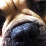 �t�����`�u���h�b�O ������